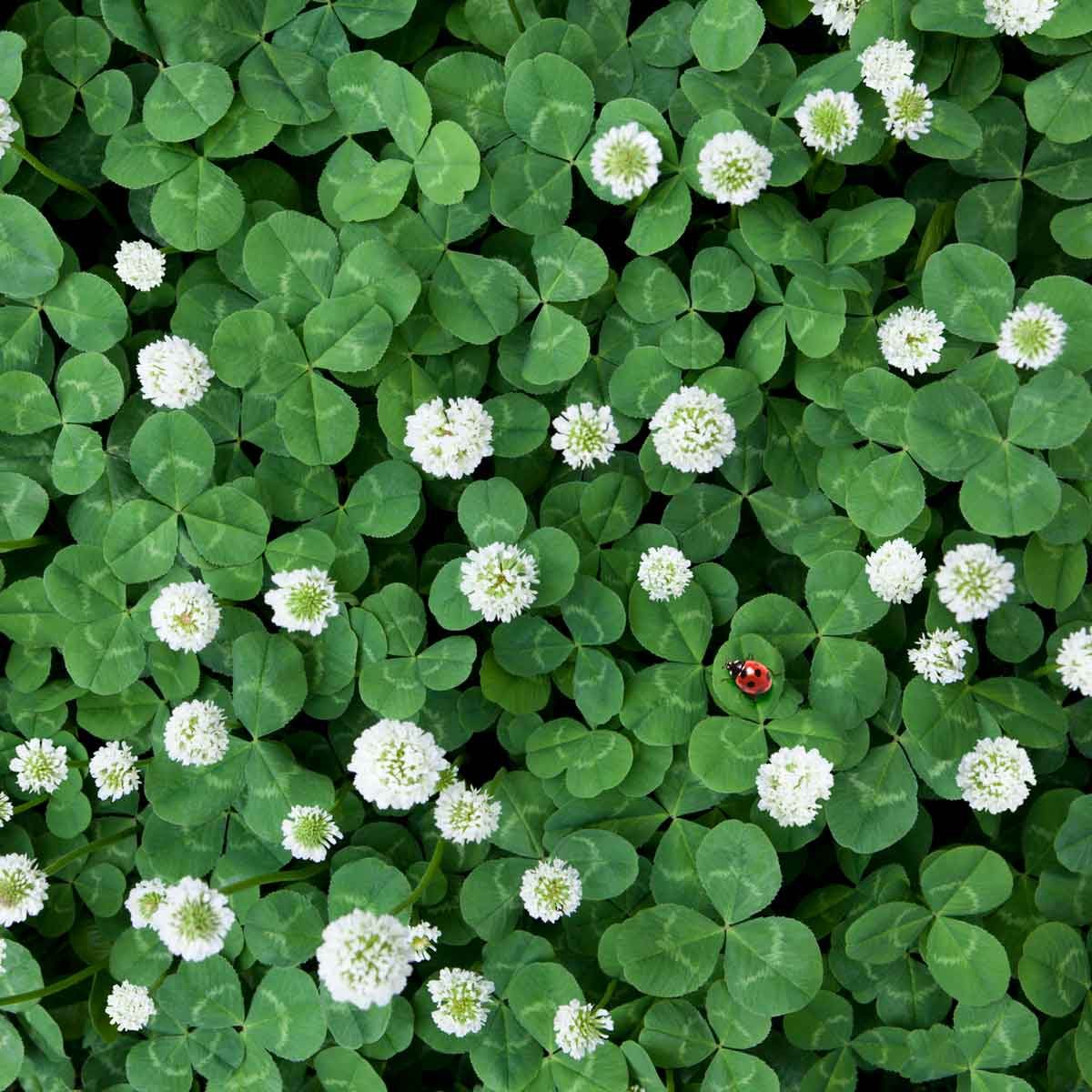 Four-Leaf Clovers - How to Sow and Grow Value in Our Organizations by ...