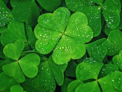 Clover Health Providers Phone Number Essentials Explained