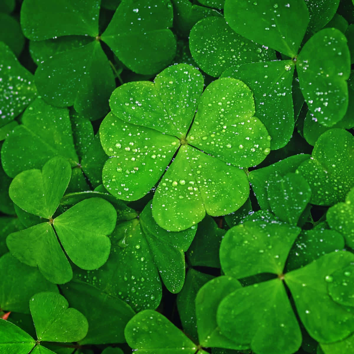 Download Beautiful Four Leaf Clover Macro Photograph | Wallpapers.com