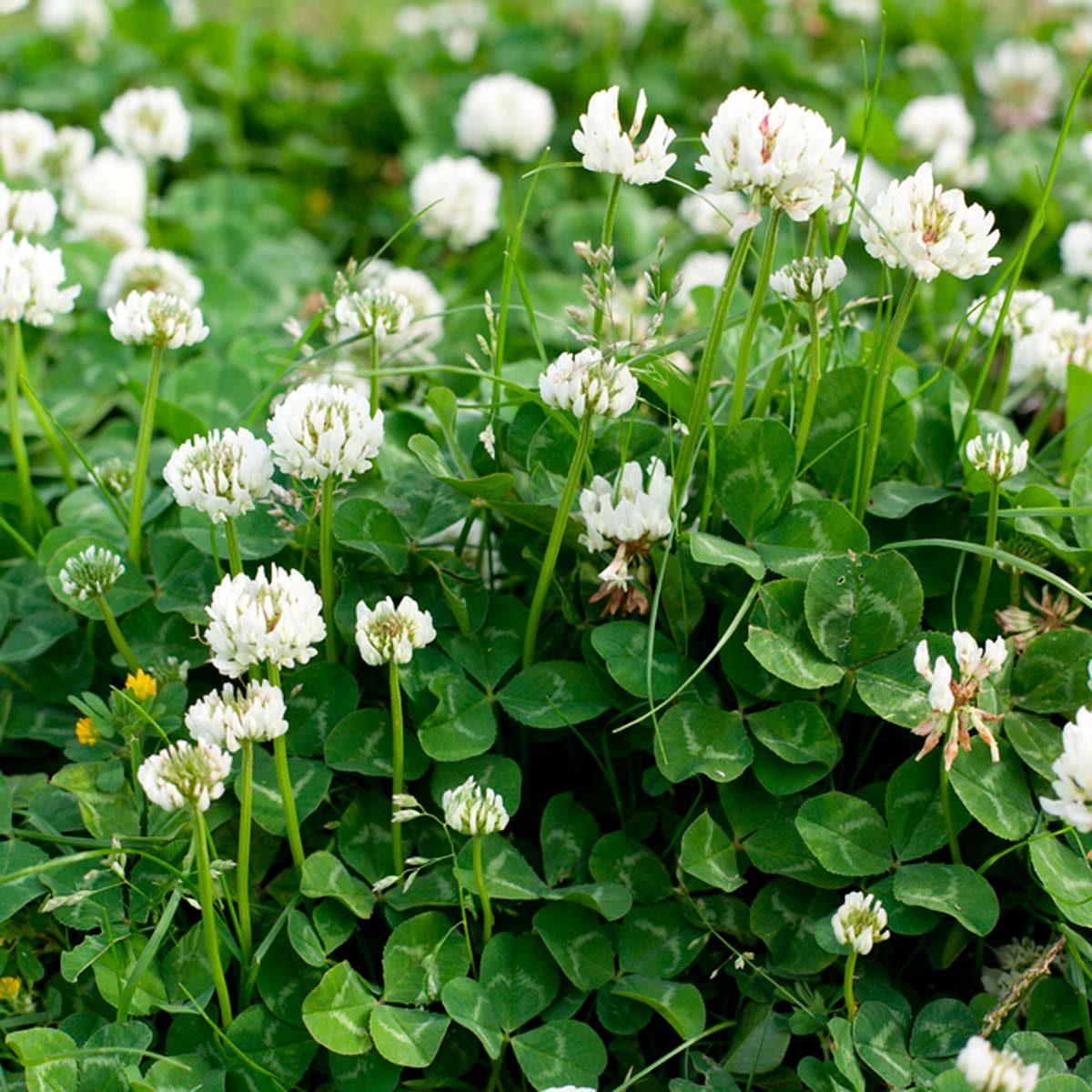 Tips for Growing and Caring for a Lawn of Clover | Family Handyman